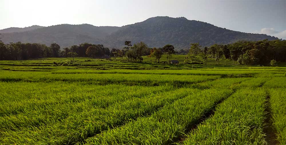 Ein Reisfeld in Ujung Kulon (westlische Java inseln) mit Honje Gebirge als Hintergrund.  Foto: Ameer Brontoari